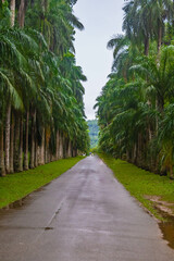 Obraz premium Palm alley in the Royal Botanic Gardens, Peradeniya, Kandy, Sri Lanka