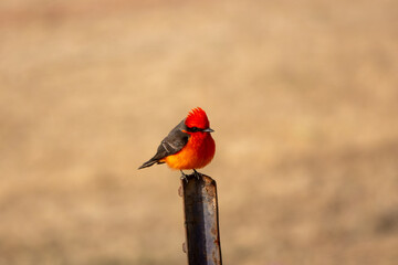 A Vermillion Flycatcher sits perched on a fence post in a park in Scottsdale, Arizona