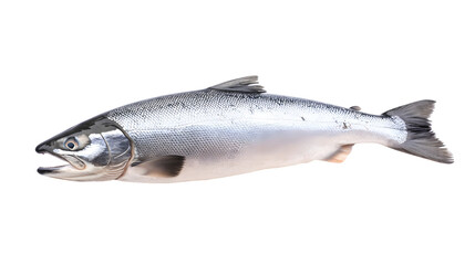 Obraz premium Fresh Silver Salmon Isolated on White Background