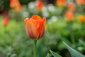 Single Orange Tulip in Focus with Soft Green Background and Water Droplets