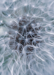 A close-up shot of a delicate dandelion seed head with fluffy seeds, capturing nature's beauty and...