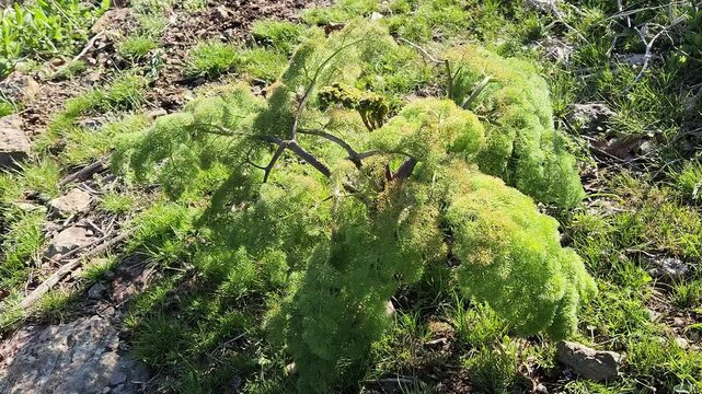 High mountain slopes witness the rebirth of Giant fennel (Ferula sp.) with its fresh spring foliage.
