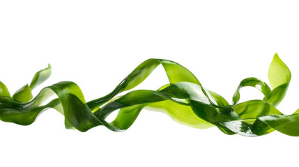 Isolated Laminaria, Spirulina, Fucus, and Litotamnia Seaweed on White Background