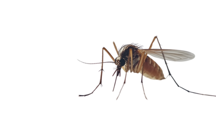 Detailed Mosquito Isolated on White Background for Professional Use
