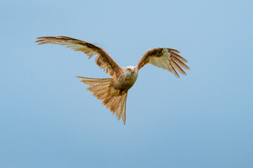 rare leucistic red kite in flight