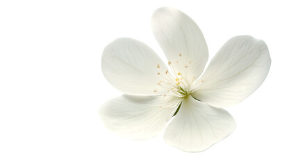 Fototapeta premium Elegant White Flower Isolated on White Background for Professional Use