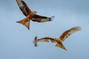 rare leucistic red kite in flight