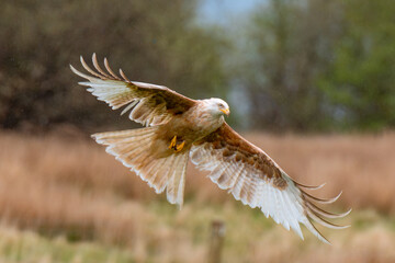 rare leucistic red kite in flight