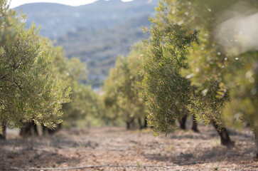 serene field featuring a row of lush olive trees, showcasing their vibrant green leaves under a...