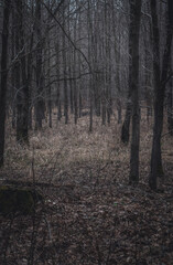 Obraz premium A Mysterious Forest Scene with Bare Trees and Dim Light
