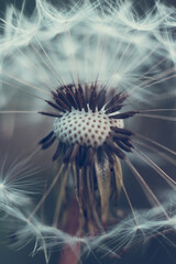A close-up of a dandelion seed head, revealing its delicate and intricate structure