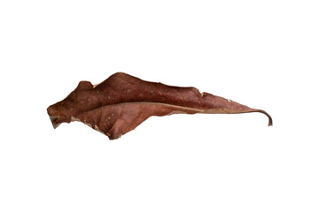dead leaf isolated on white,dry leaf on transparent png background