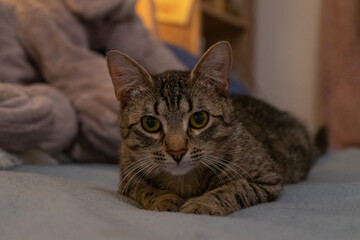 Brown Striped Cat Peacefully Posing on Bedroom Blanket with Homey Atmosphere