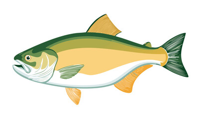 Pangasius Fish - Vector Illustration