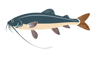 Catfish Fresh Water - Vector Illustration
