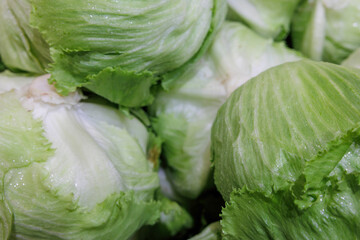 画面いっぱいの新鮮なレタス