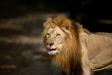 Close-up of a lion's head and shoulders, showcasing its thick mane and a visible tongue.