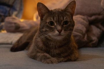 Fototapeta premium Tabby Cat Relaxed Lying Down on Cozy Bed Against Warm Indoor Background