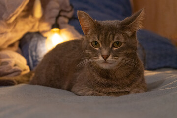 Relaxed Domestic Cat Lying Down with Warm Lighting and Blue Blanket in Background