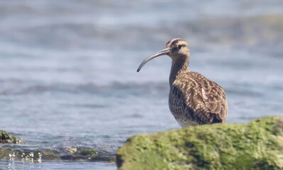  Eurasian or common whimbrel (Numenius phaeopus) on seashore, birds of Montenegro