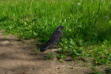 Single jackdaw with alert mood standing on the ground against green grass background