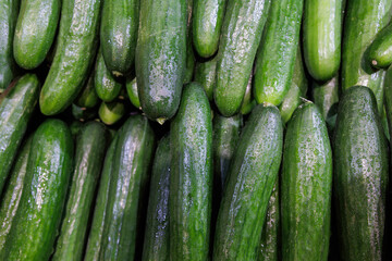 収穫したばかりの新鮮なキュウリ