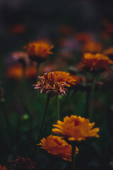Close-up of vibrant orange flowers with an out-of-focus effect, enhancing the sense of depth and...
