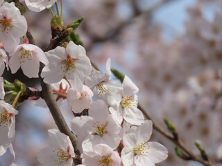 春の日差しを浴びて咲く満開の桜