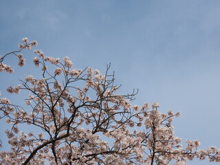 青空に映える満開の桜
