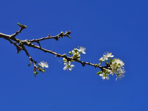 White almond flowers blooming on a branch against a clear blue sky