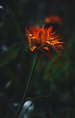 A captivating close-up of an orange flower, a beautiful display of nature's intricate details against a blurred background