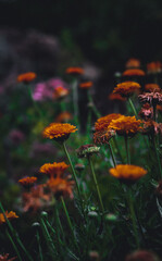 A close-up shot of beautiful orange flowers blooming in a garden, evoking feelings of beauty and serenity. The flowers are in full bloom, with petals that are vibrant and alive