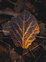 A close-up shot of a beautiful autumn leaf with golden veins, surrounded by other fallen leaves