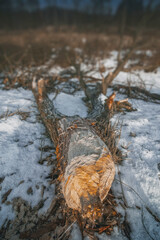 Close-up of Beaver-gnawed Tree and Panorama of Liswarta River with Beaver Dam in Poland