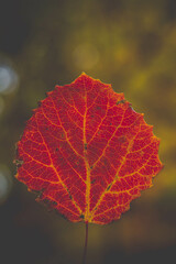 Red autumn leaf, close-up view, vibrant color, detailed veins