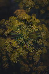 Dill flower close-up