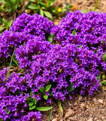 Obraz premium Dense cluster of vibrant purple flowers forming a natural carpet, field, summer flowers
