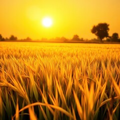 Fototapeta premium Golden rice paddy under a vibrant sun, shimmering texture, harvest season, reflection