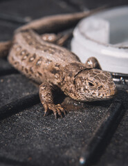 A close-up shot of a lizard with detailed scales, resting on a dark surface. The lizard appears to be at ease, captured in a natural setting. 
