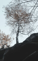 A solitary tree stands strong on a rocky landscape under a cloudy sky, capturing the raw beauty of nature