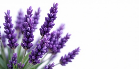 Naklejka premium Abundant lavender sprigs, showcasing intricate details on stark white , soft, high resolution, peaceful