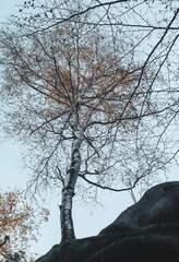 An autumn tree, a serene and cold environment, where a birch tree stands tall against a muted sky
