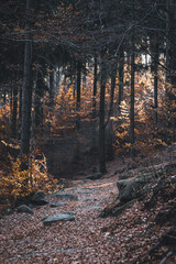 Autumnal forest path, leaves, trees, rocks, shadows, sunlight, trail, woodland, nature, path, forest floor, autumn colors, fall foliage, autumn leaves, earthy tones, forest path, woodland trail.