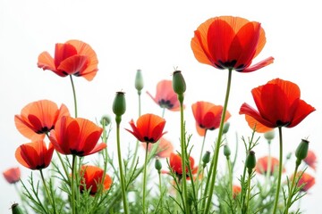 Fototapeta premium Vibrant red poppies, lush bloom, isolated on white , poppy, photography, beautiful