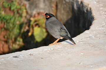 Indian Myna Birds. Its other names Common myna and mynah. This is  a bird of the starling family Sturnidae. This is a group of passerine birds which are native to southern Asia, especially India. 