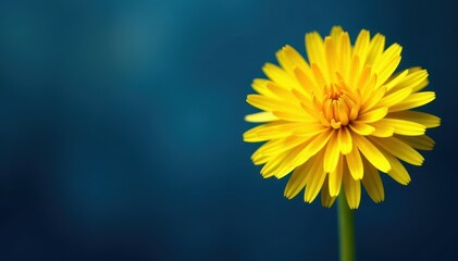 Intricate dandelion head, vibrant yellow against deep blue backdrop, bloom, wildflower, spring