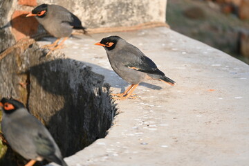 Indian Myna Birds. Its other names Common myna and mynah. This is  a bird of the starling family Sturnidae. This is a group of passerine birds which are native to southern Asia, especially India. 