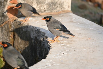 Indian Myna Birds. Its other names Common myna and mynah. This is  a bird of the starling family Sturnidae. This is a group of passerine birds which are native to southern Asia, especially India. 