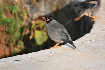 Indian Myna Birds. Its other names Common myna and mynah. This is  a bird of the starling family Sturnidae. This is a group of passerine birds which are native to southern Asia, especially India. 