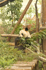 Giant panda enjoying bamboo in a lush green habitat
